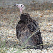 Hooded Vulture