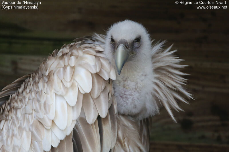 Himalayan Vulture