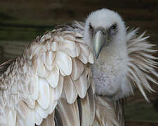 Himalayan Vulture