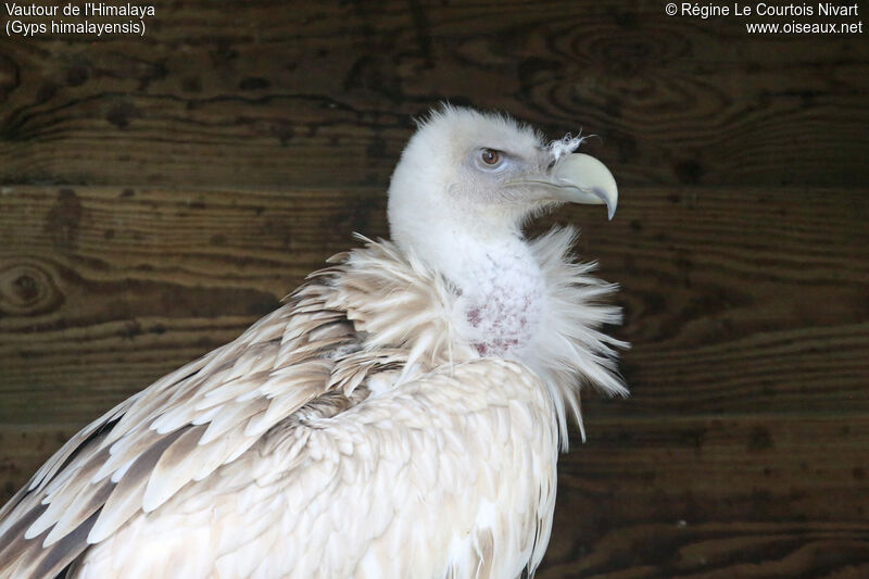 Himalayan Vulture