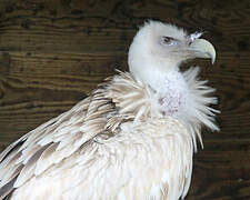 Himalayan Vulture