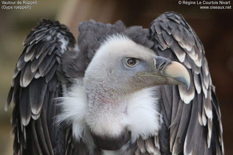 Rüppell's Vulture