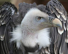 Rüppell's Vulture