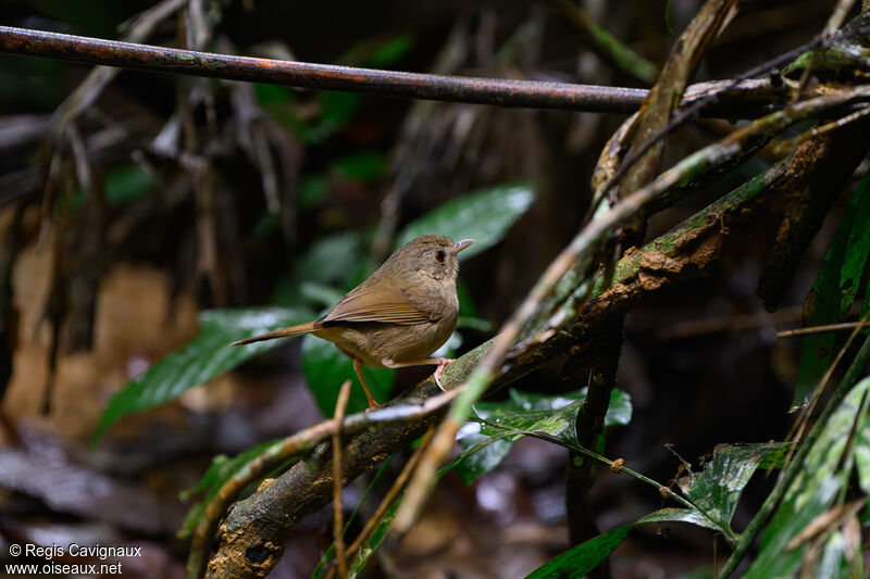 Buff-breasted Babbleradult