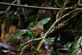 Buff-breasted Babbler