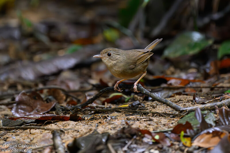 Buff-breasted Babbleradult