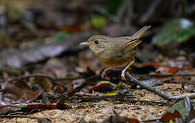 Buff-breasted Babbler