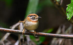 Rufous-throated Fulvetta