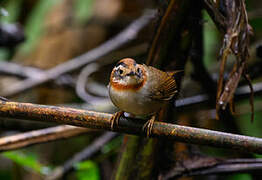 Rufous-throated Fulvetta