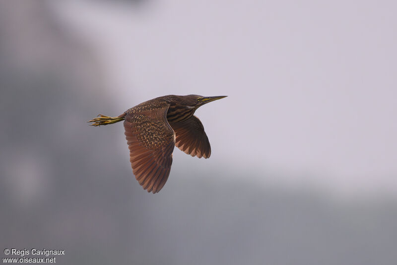 Cinnamon Bittern female adult, Flight