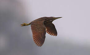 Cinnamon Bittern