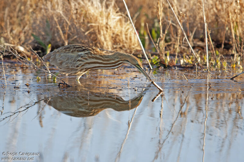 American Bitternadult, fishing/hunting