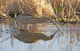 American Bittern