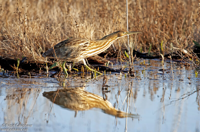 American Bitternadult