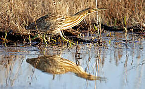 American Bittern