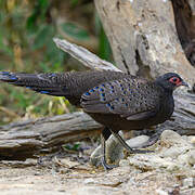 Germain's Peacock-Pheasant