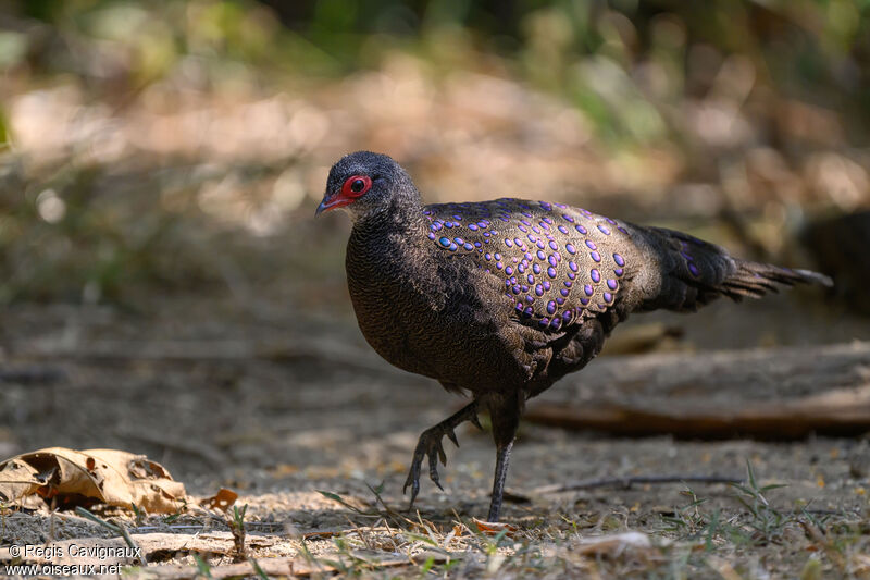 Germain's Peacock-Pheasantadult breeding