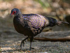 Germain's Peacock-Pheasant