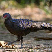 Germain's Peacock-Pheasant