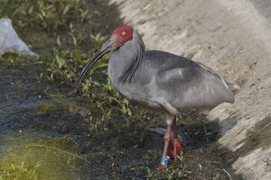 Ibis nippon