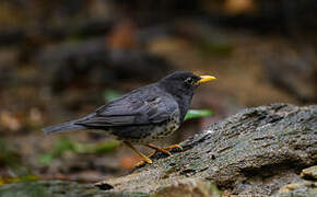 Japanese Thrush