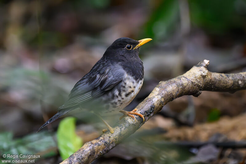 Japanese Thrush male