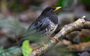 Japanese Thrush