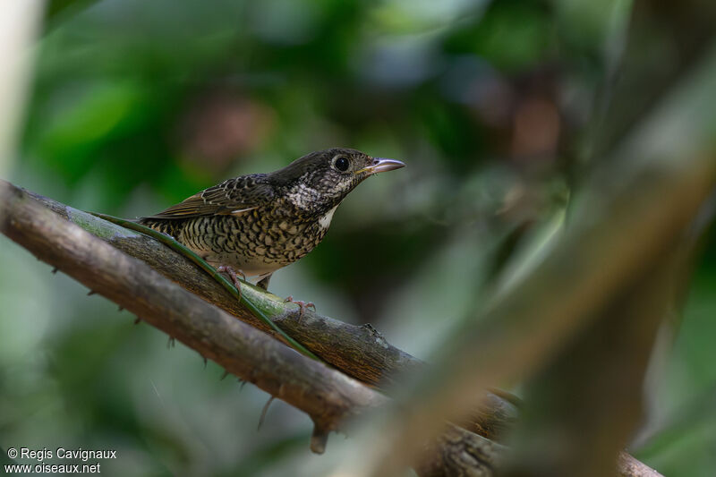 White-throated Rock Thrush female adult, identification