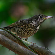 White-throated Rock Thrush