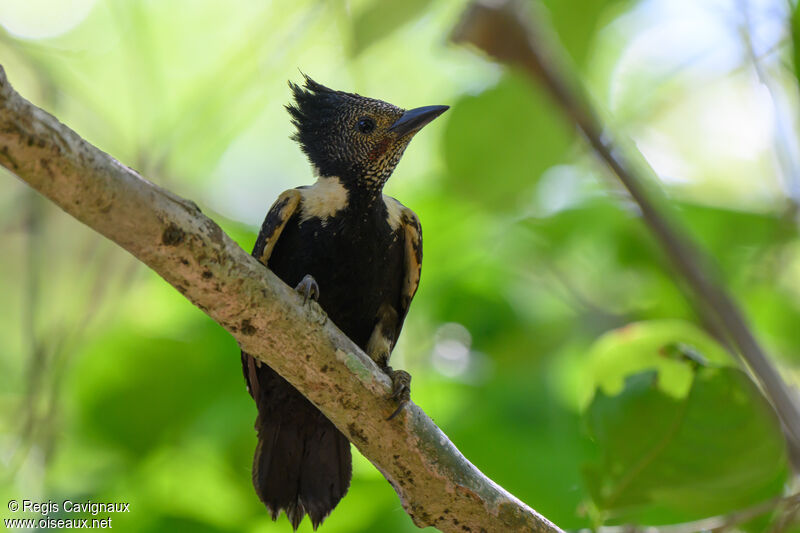 Black-and-buff Woodpeckeradult