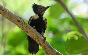 Black-and-buff Woodpecker