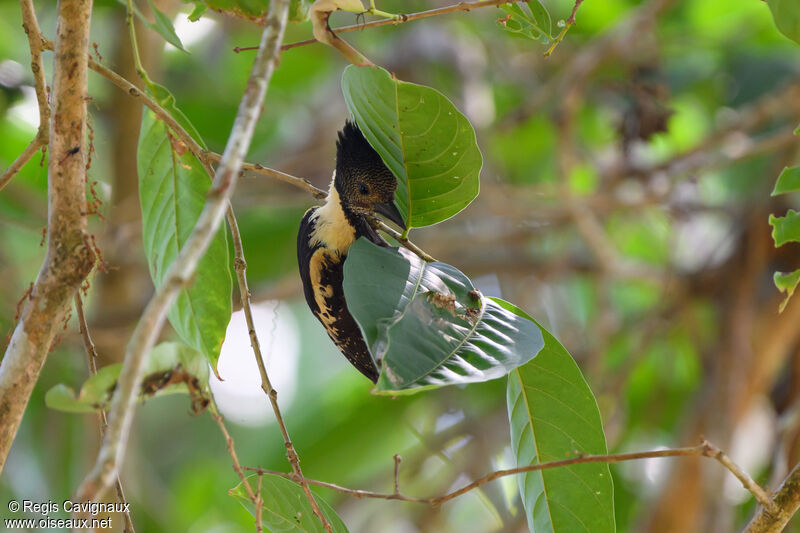 Black-and-buff Woodpecker male adult breeding, eats