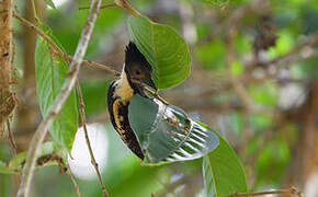 Black-and-buff Woodpecker