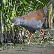 Black-tailed Crake