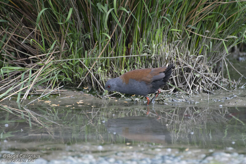 Râle bicoloreadulte nuptial, identification