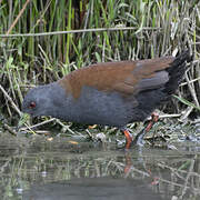 Black-tailed Crake