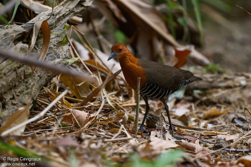 Râle de forêt mâle adulte nuptial, identification