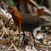 Slaty-legged Crake