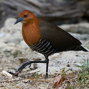 Slaty-legged Crake