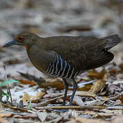 Slaty-legged Crake