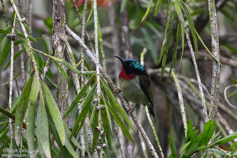 Fork-tailed Sunbird male adult breeding