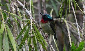 Fork-tailed Sunbird