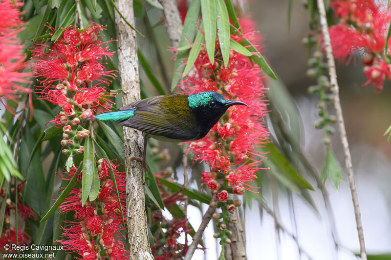 Fork-tailed Sunbird male adult breeding