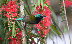 Fork-tailed Sunbird