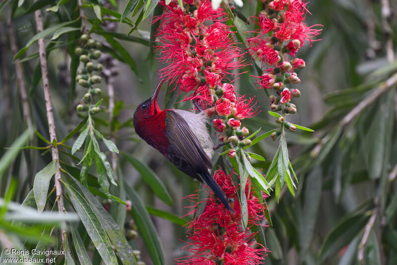 Crimson Sunbird male adult breeding, eats