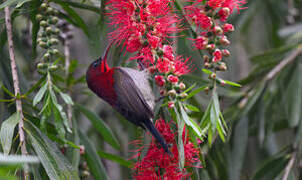 Crimson Sunbird