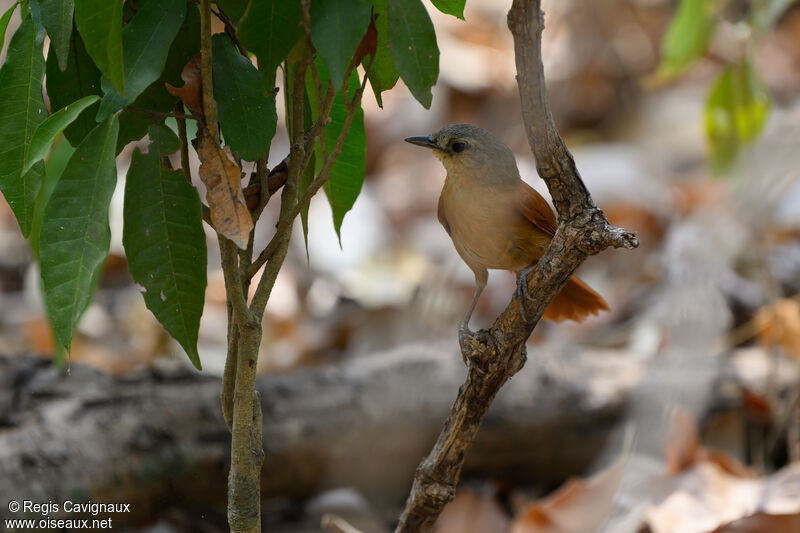 White-lored Spinetailadult, close-up portrait