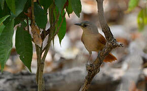 White-lored Spinetail