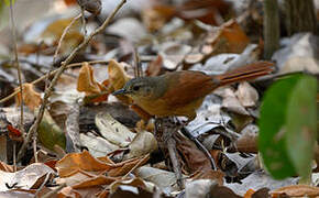 White-lored Spinetail