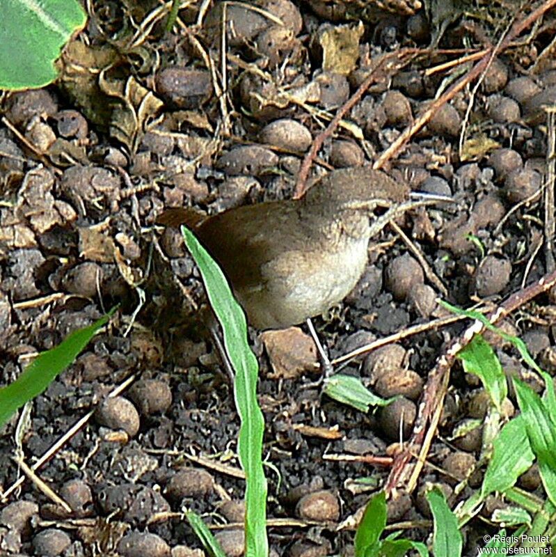 Southern House Wren